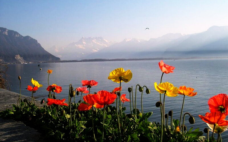Poppies by Lake — Red, Serene