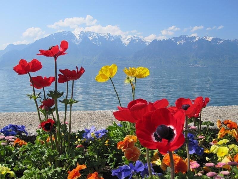 Poppies by Lake — Red