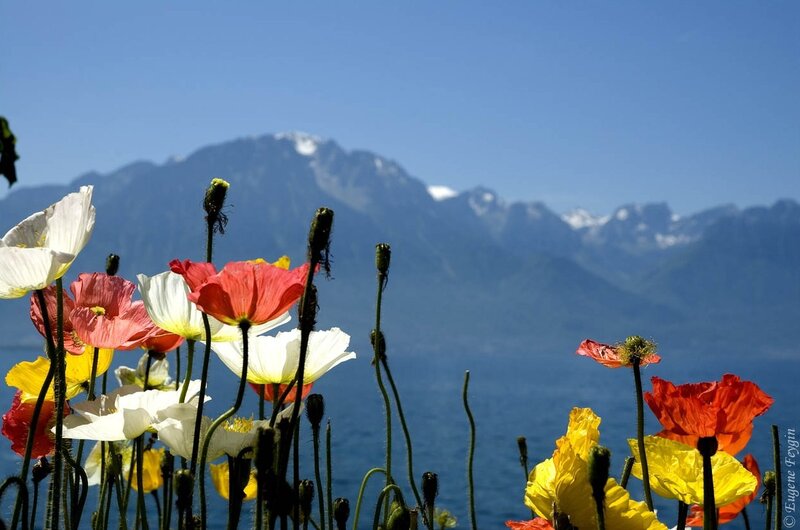 Poppies by Lake