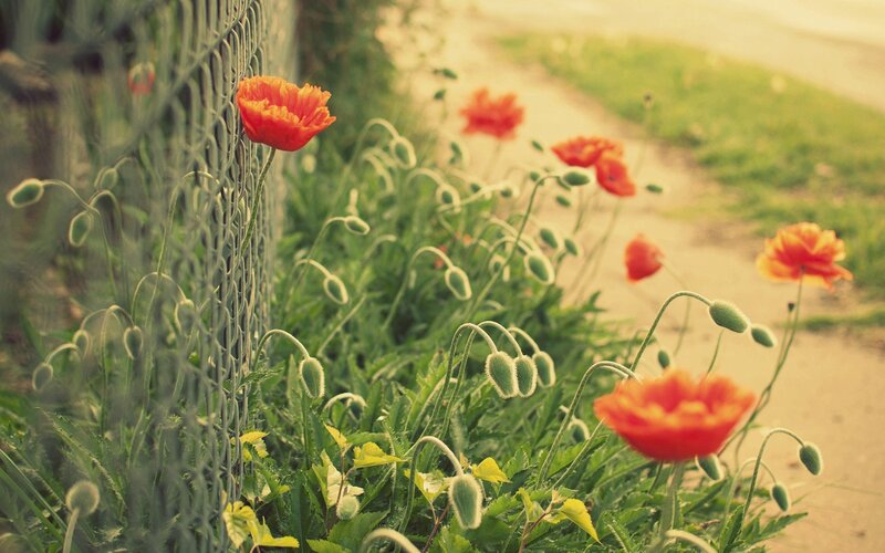 Poppies by the fence
