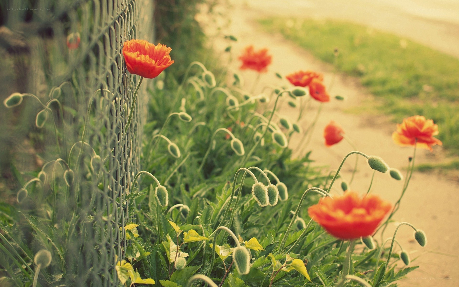 Poppies by the fence