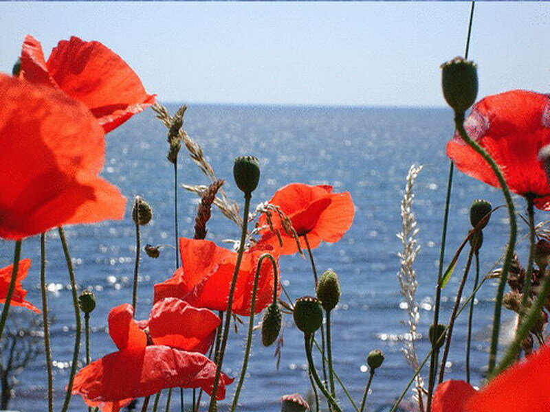 Poppies by the sea