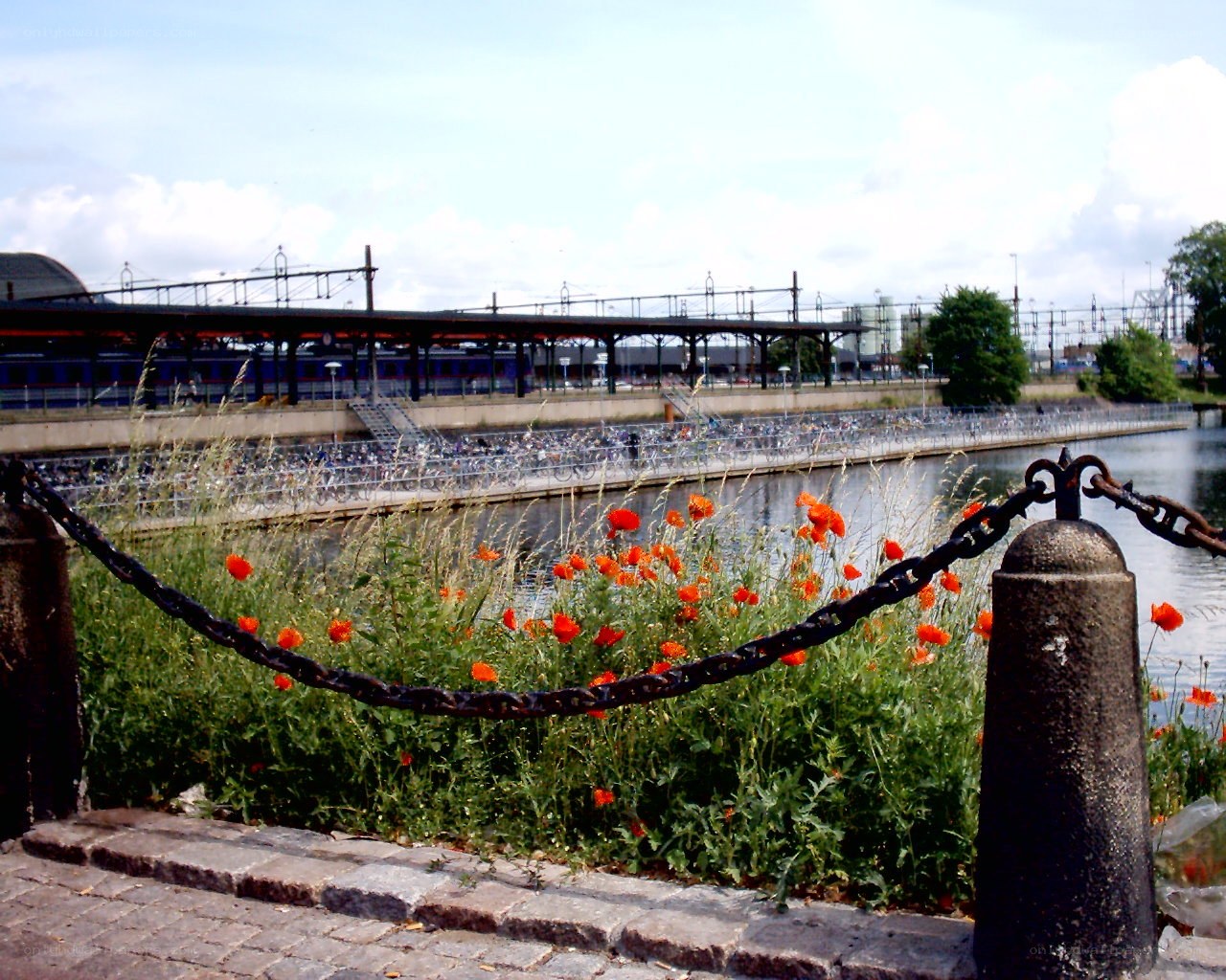 Poppies by the train station