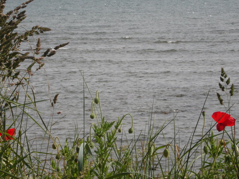 Poppies by the water