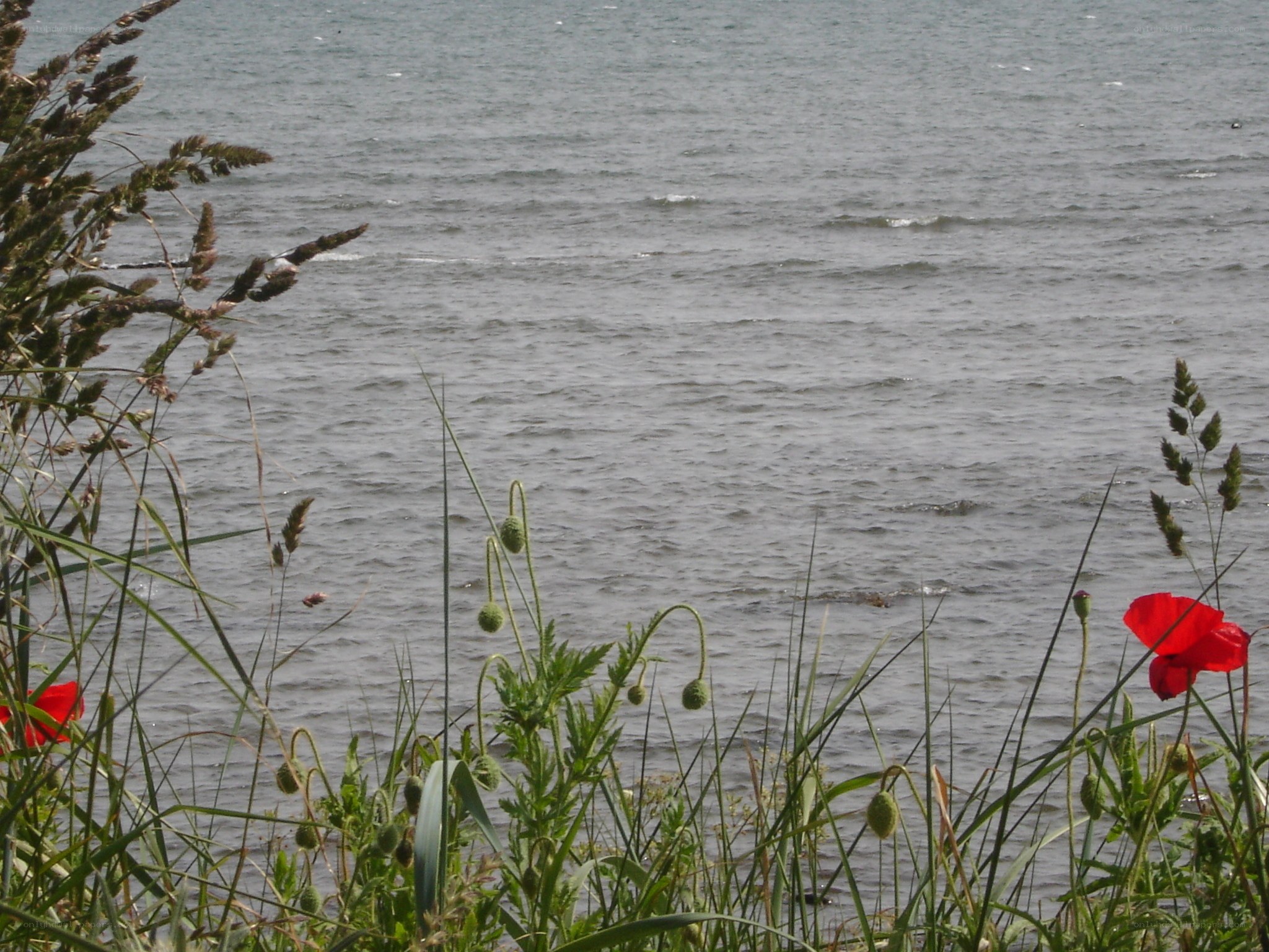 Poppies by the water