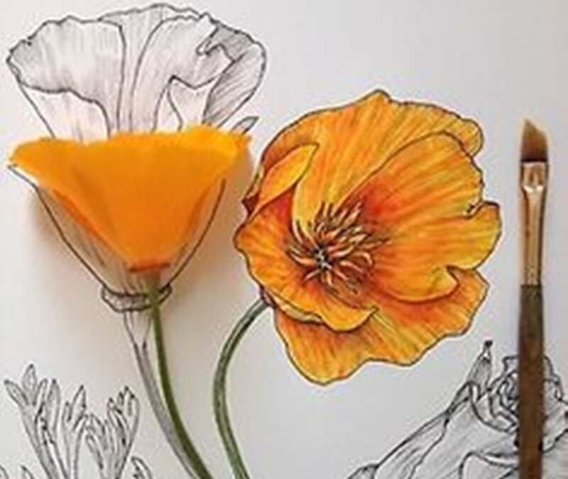 Poppies Drawing — Orange