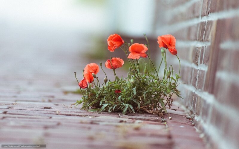 Poppies growing by a brick wall