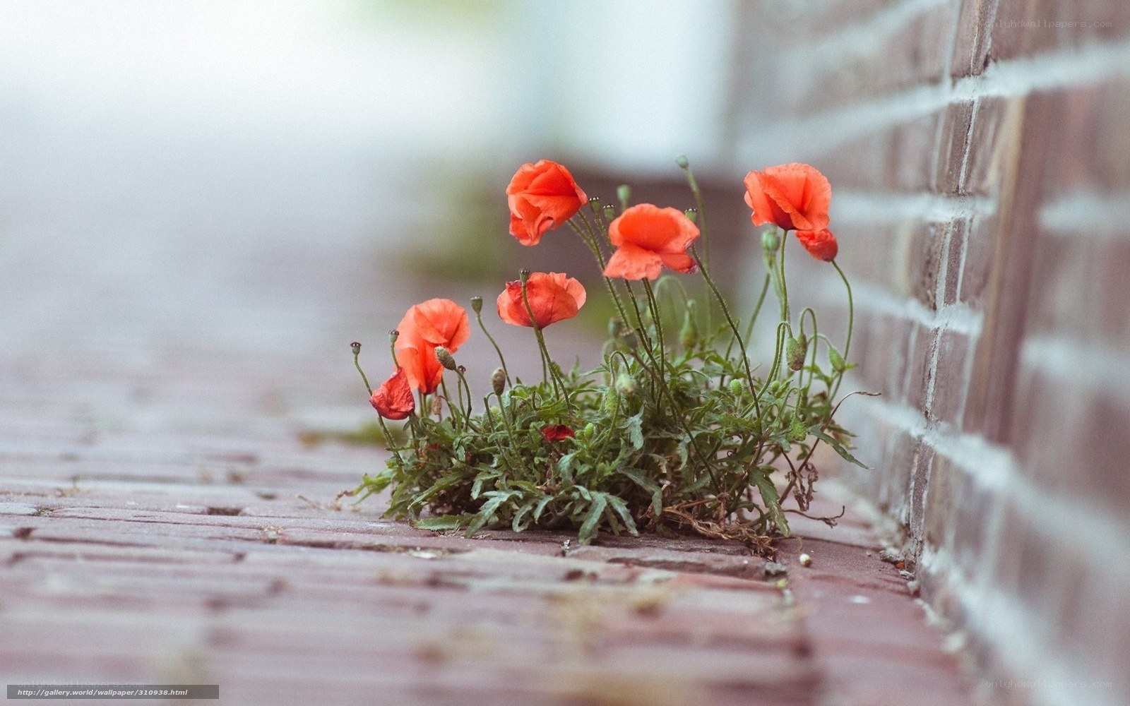 Poppies growing by a brick wall