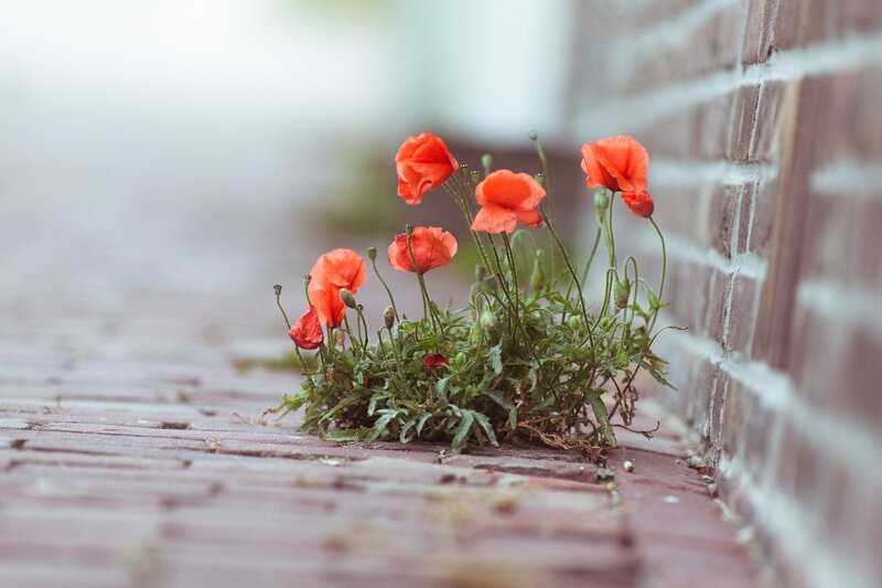 Poppies growing in a brick crack