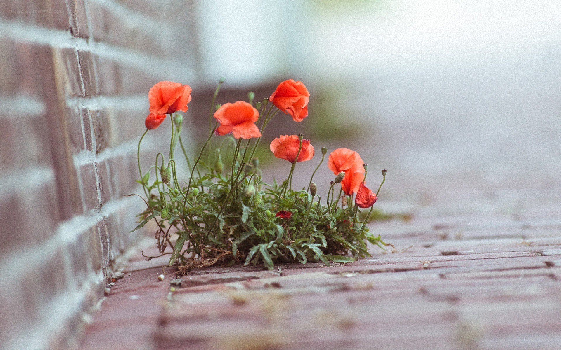 Poppies growing in a crack