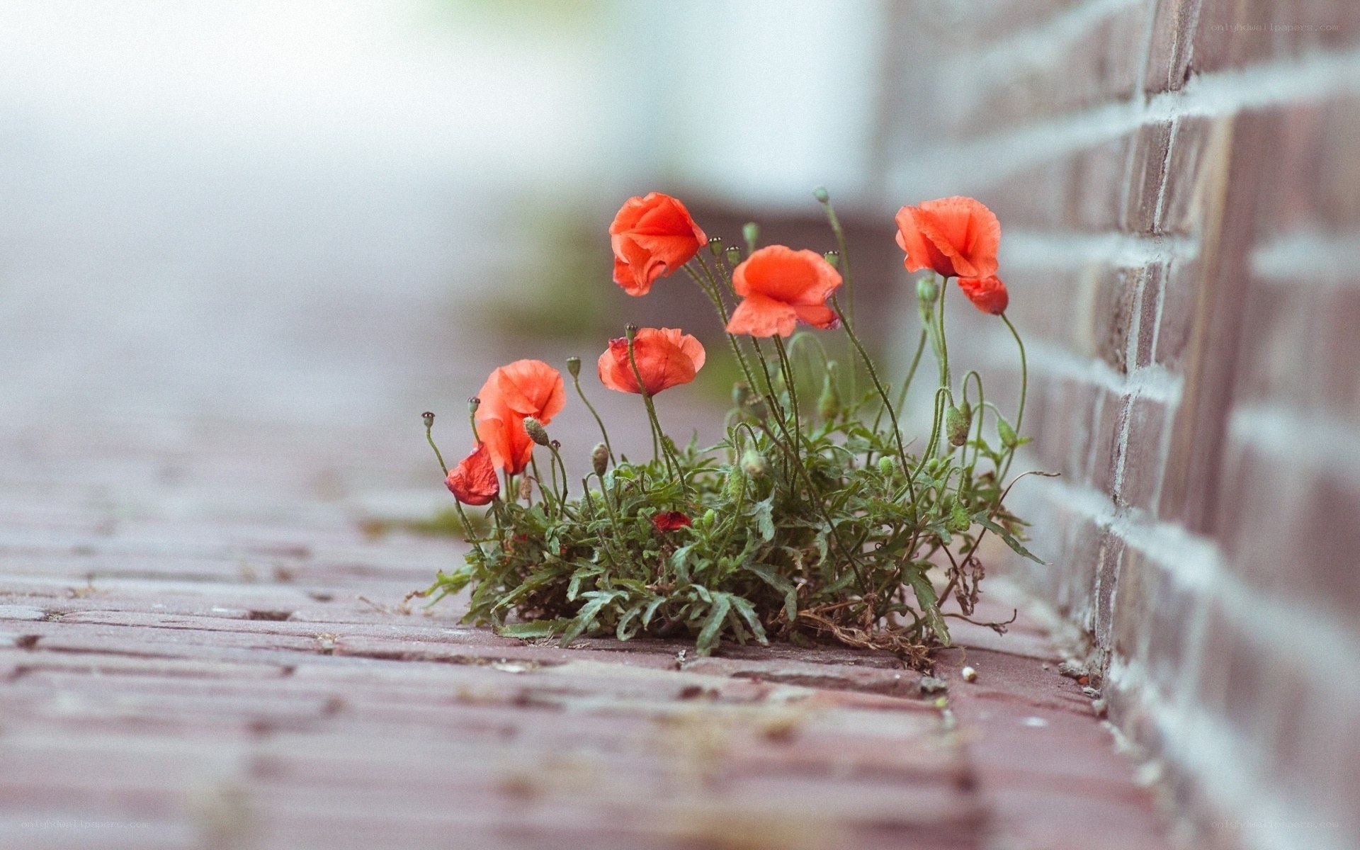 Poppies growing in a crack