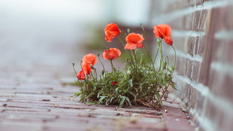 Poppies Growing in Brick