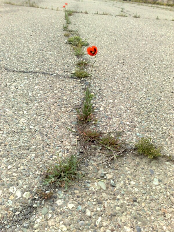 Poppies growing in pavement crack