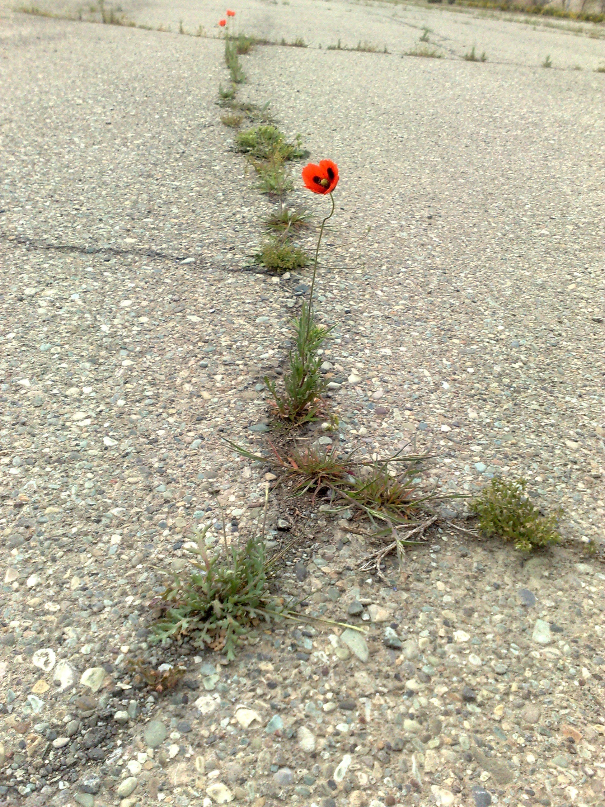 Poppies growing in pavement crack