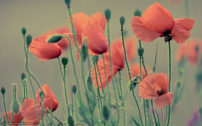 Poppies in a field
