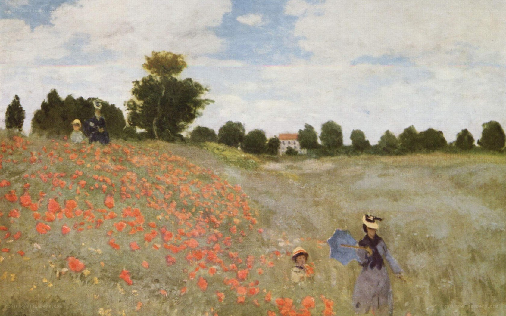 Poppies in a Field