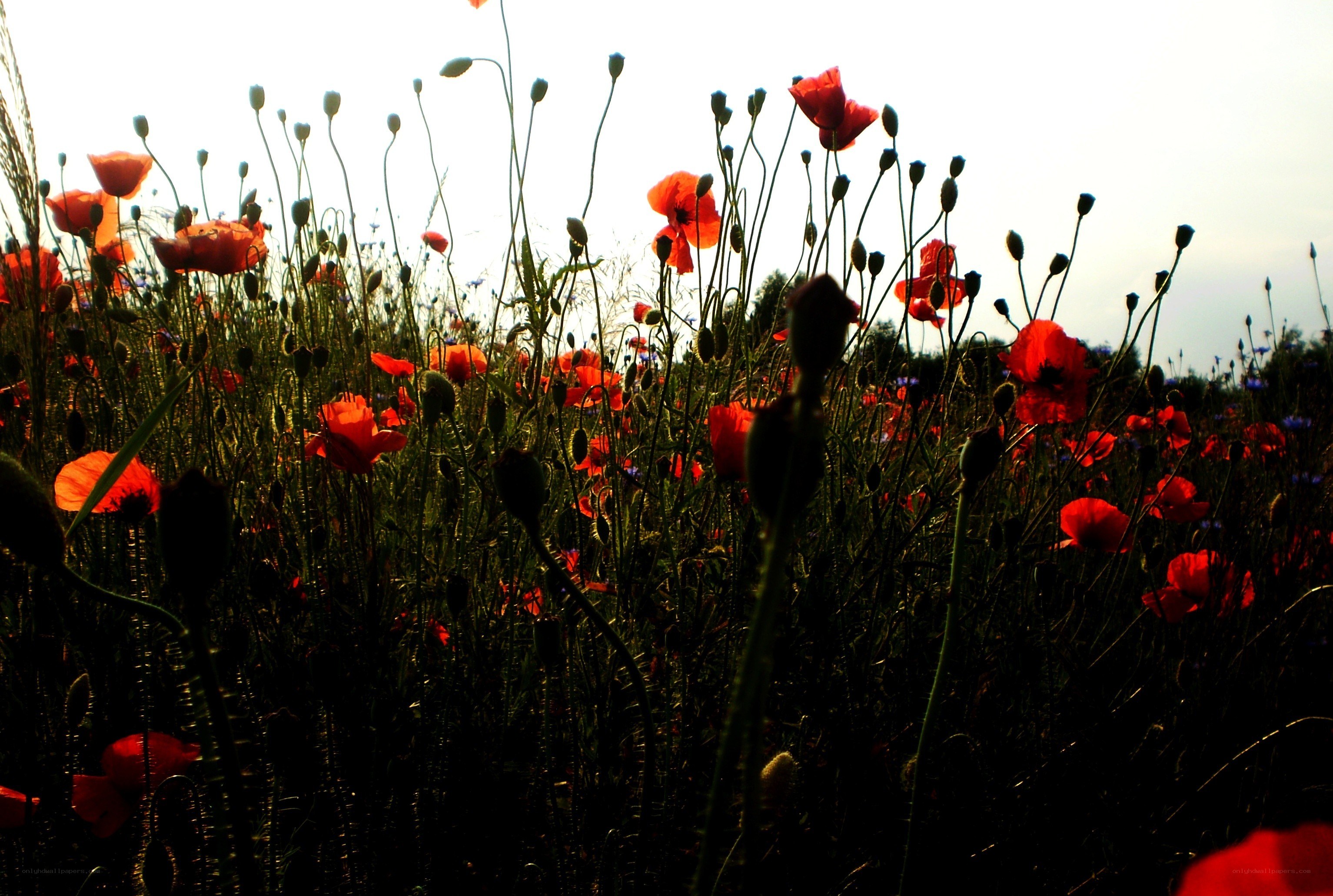 Poppies in a field at sunset
