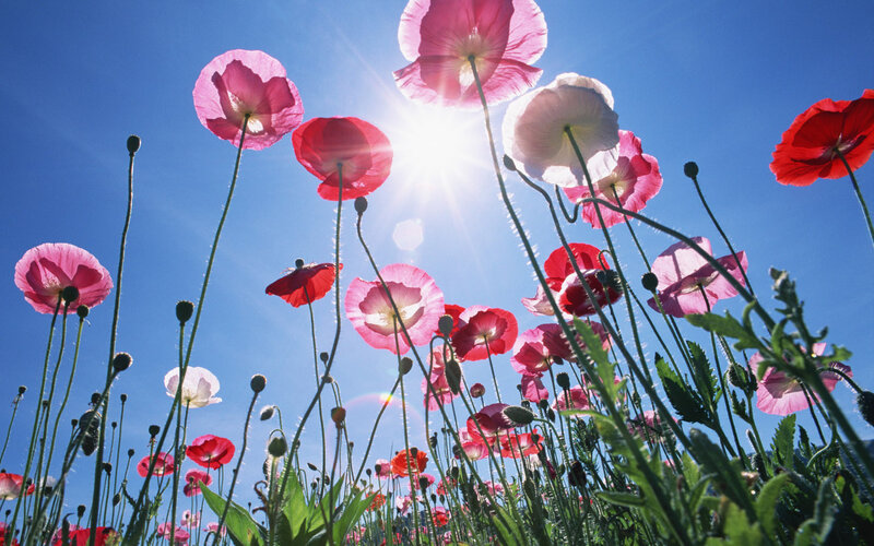 Poppies in a Field — Blue, Bright