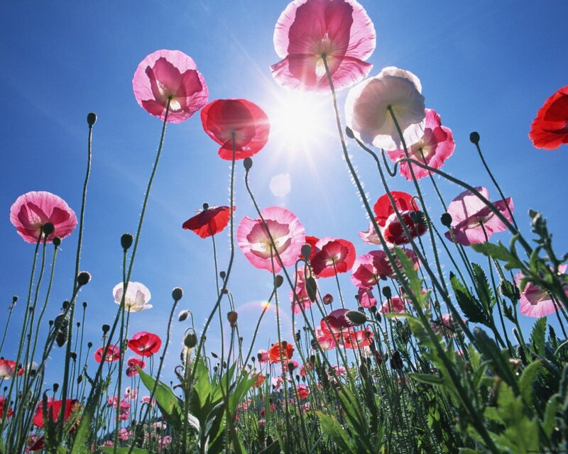 Poppies in a Field — Blue, Serene