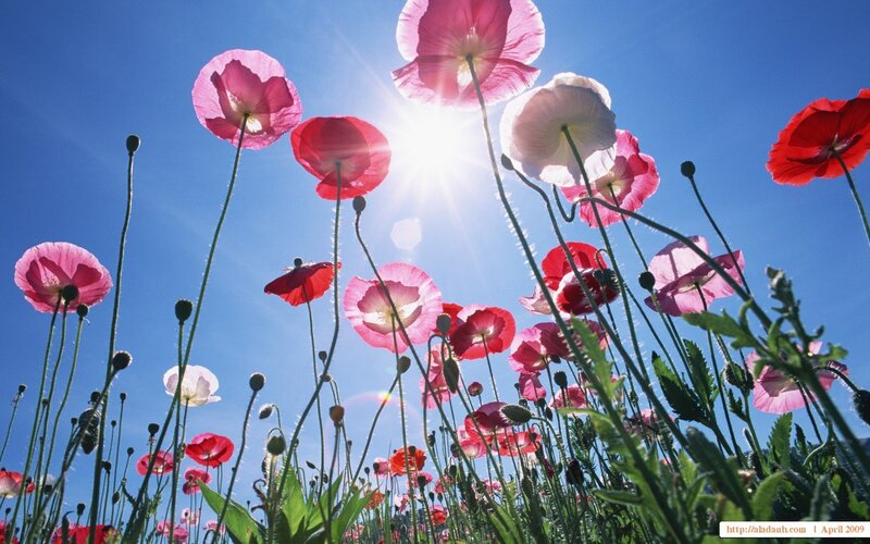 Poppies in a Field — Blue