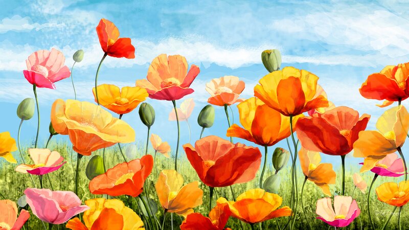 Poppies in a Field — Orange, Serene, Afternoon