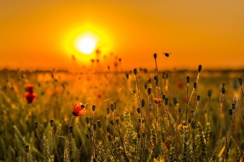 Poppies in a Field — Orange, Serene, Sunset