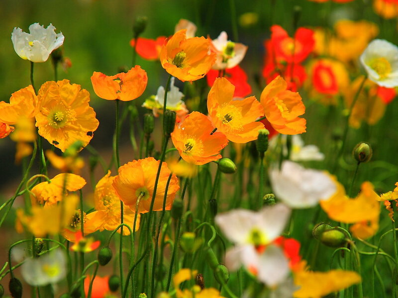 Poppies in a Field — Orange, Serene