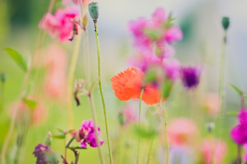Poppies in a Field — Pink, Serene, Spring
