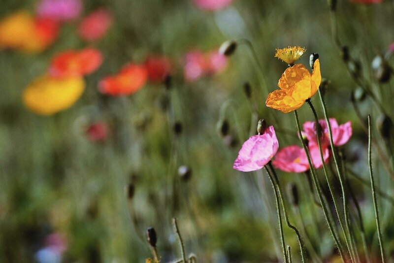 Poppies in a Field — Pink, Serene