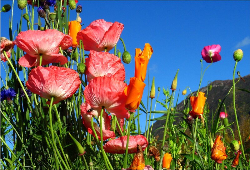 Poppies in a Field — Pink