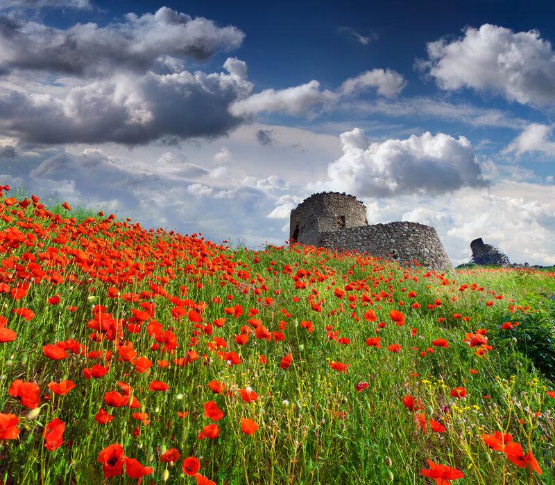 Poppies in a Field — Red, Dramatic