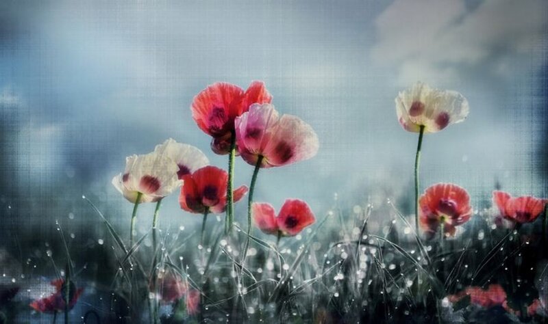 Poppies in a Field — Red, Serene, Morning