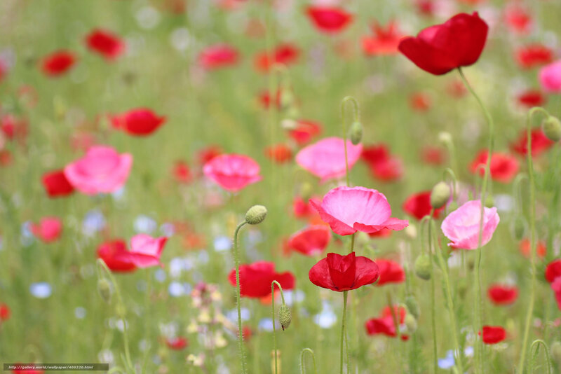 Poppies in a Field — Red, Serene, Spring, Photograph, Flowers, Buds