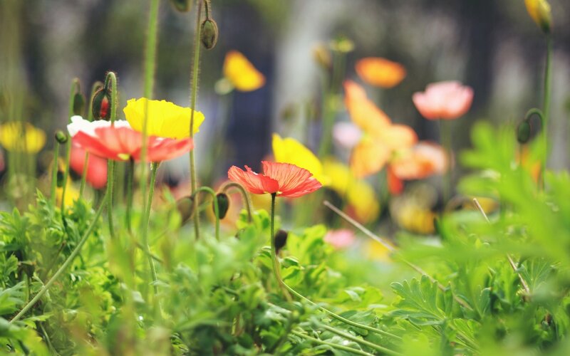 Poppies in a Field — Red, Serene, Spring, Photograph, Flowers, Greenery
