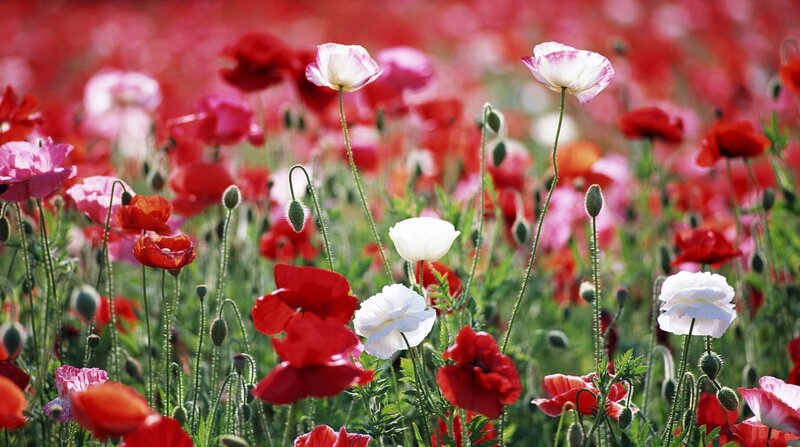 Poppies in a Field — Red, Serene, Spring