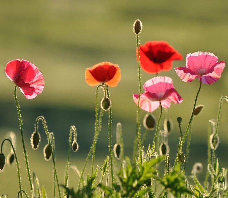 Poppies in a Field — Red, Serene