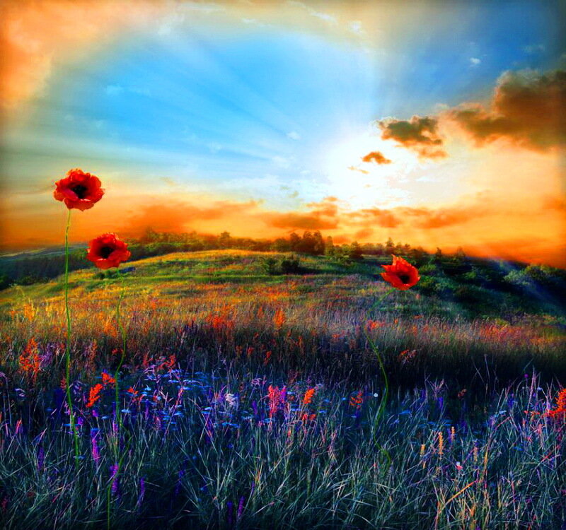 Poppies in a Field — Red