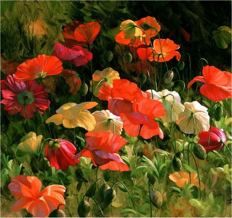 Poppies in a Field — Red, Vibrant, Afternoon