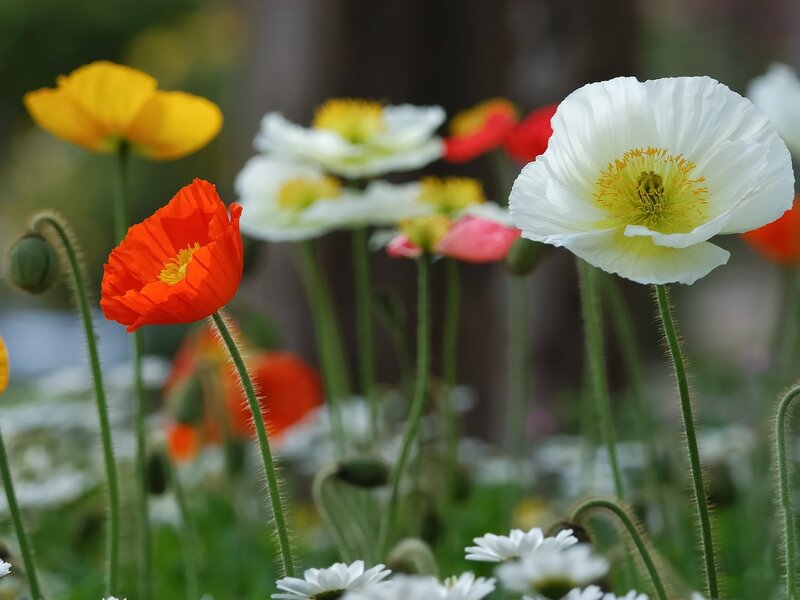 Poppies in a Field — White