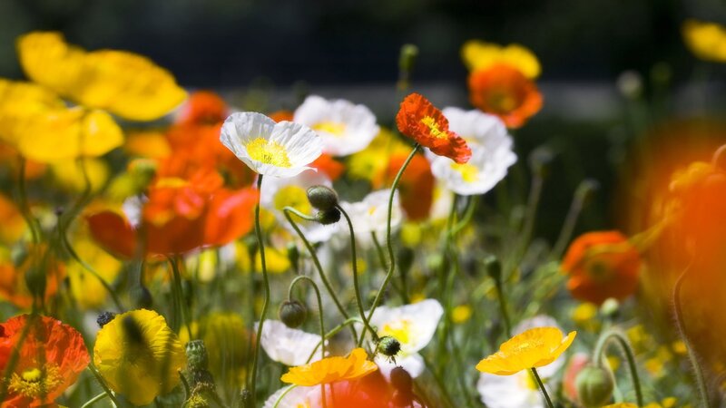 Poppies in a Field — Yellow, Serene, Afternoon, Photograph