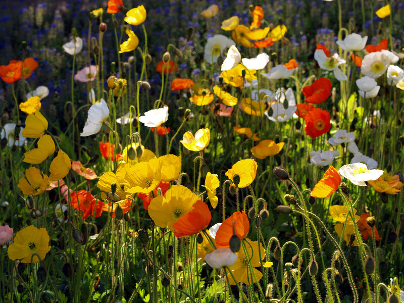 Poppies in a Field — Yellow, Serene, Afternoon
