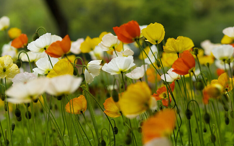 Poppies in a Field — Yellow, Serene, Spring, Photograph, Flowers, Greenery