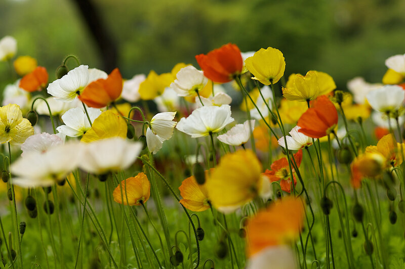Poppies in a Field — Yellow, Serene, Spring, Photograph