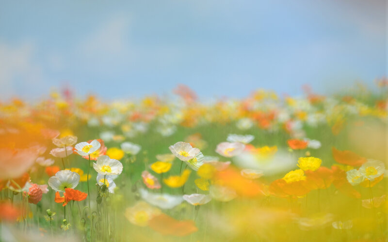 Poppies in a Field — Yellow, Serene, Spring
