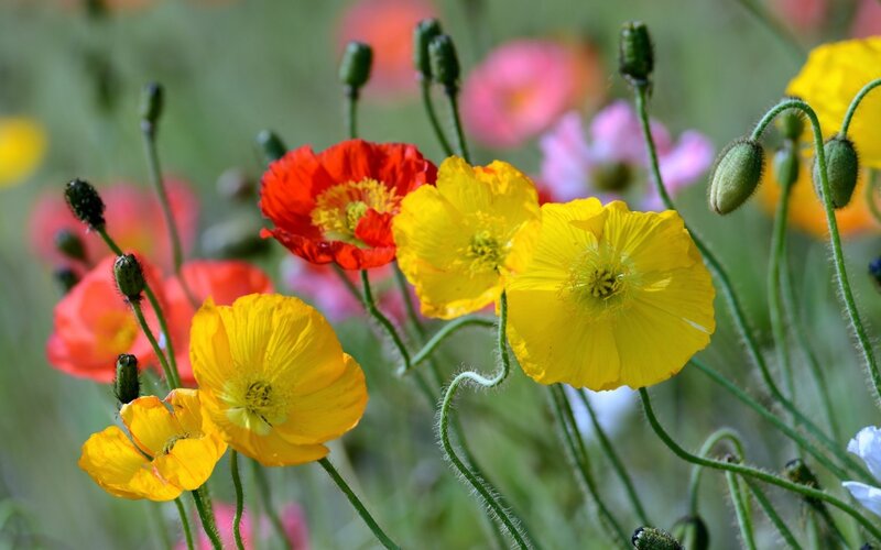 Poppies in a Field — Yellow, Serene, Summer