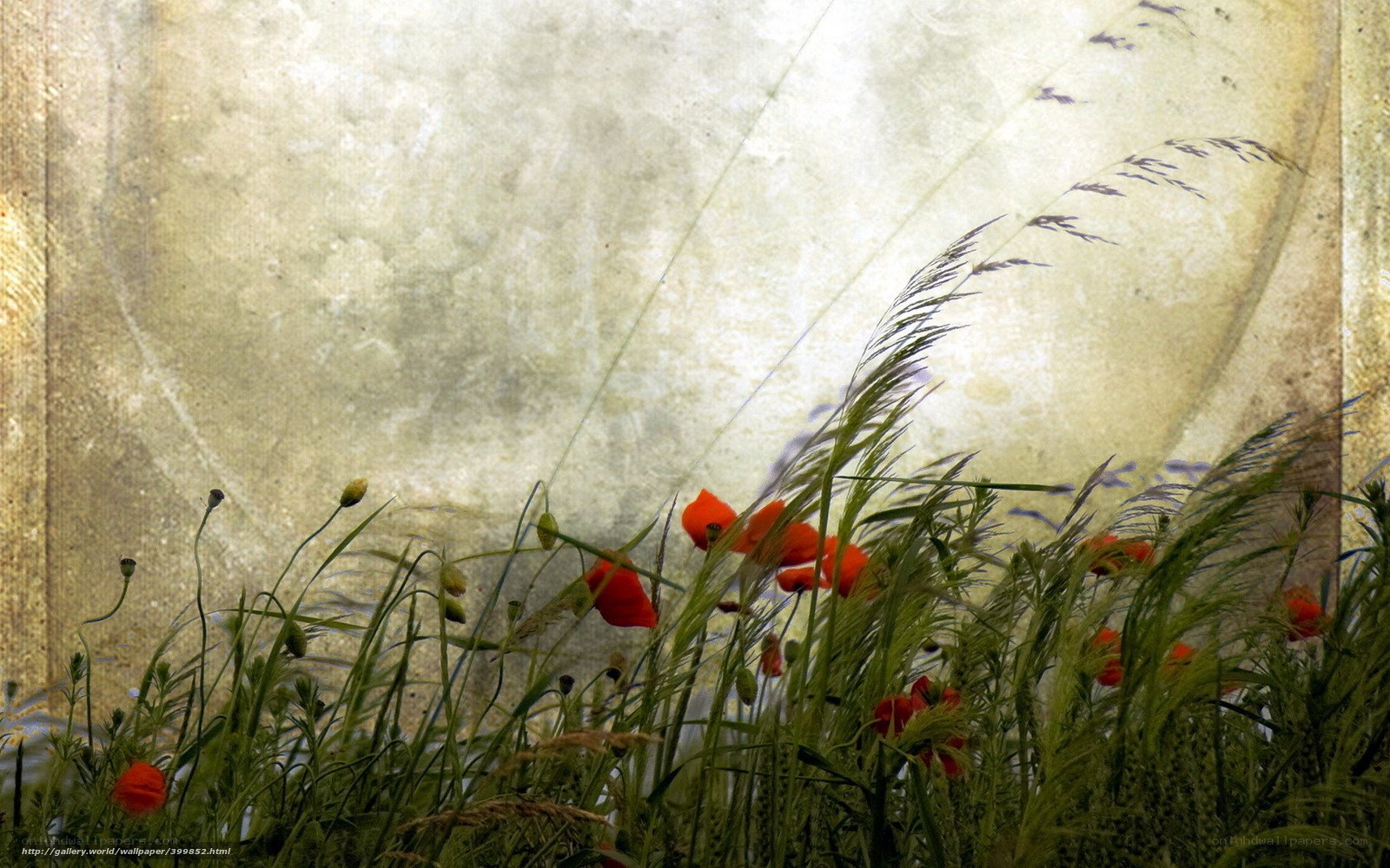 Poppies in a field