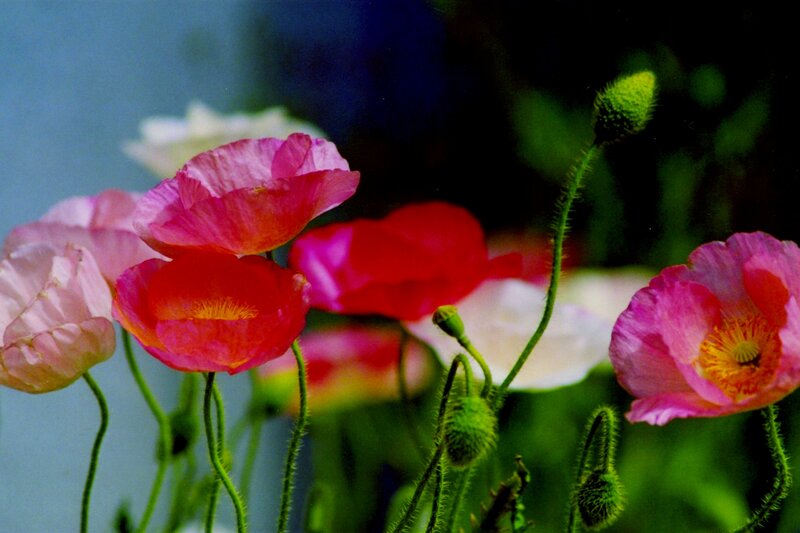 Poppies in a Garden — Pink