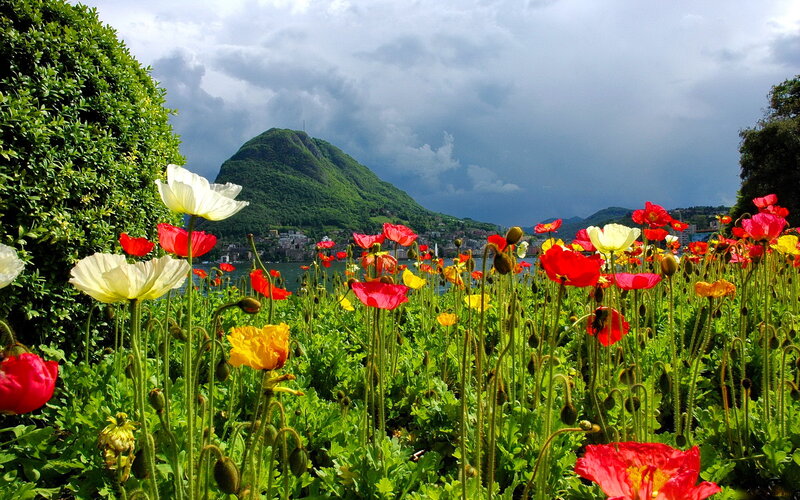 Poppies in a Garden — Red