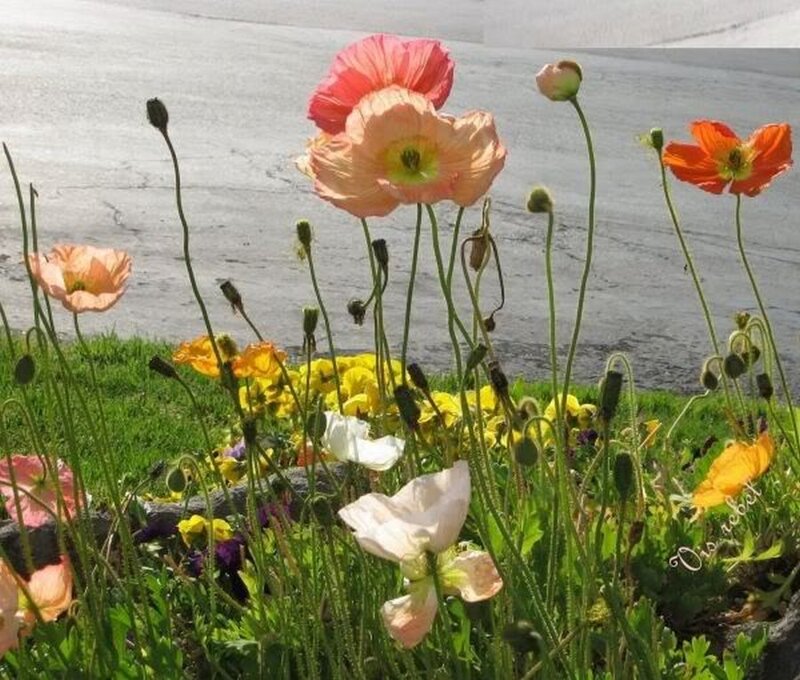 Poppies in a Garden
