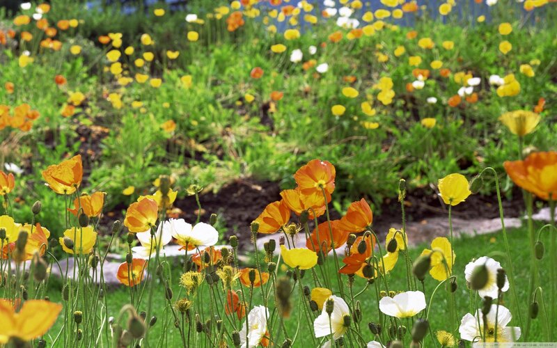 Poppies in a Garden — Yellow